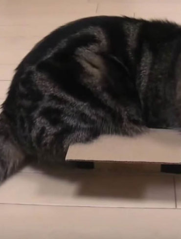Katze sitzt in einer Box