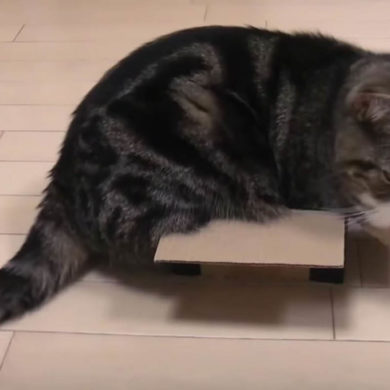 Katze sitzt in einer Box