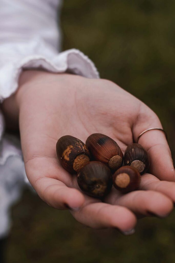 Hand hält mehrere gesammelte Eicheln im Herbst